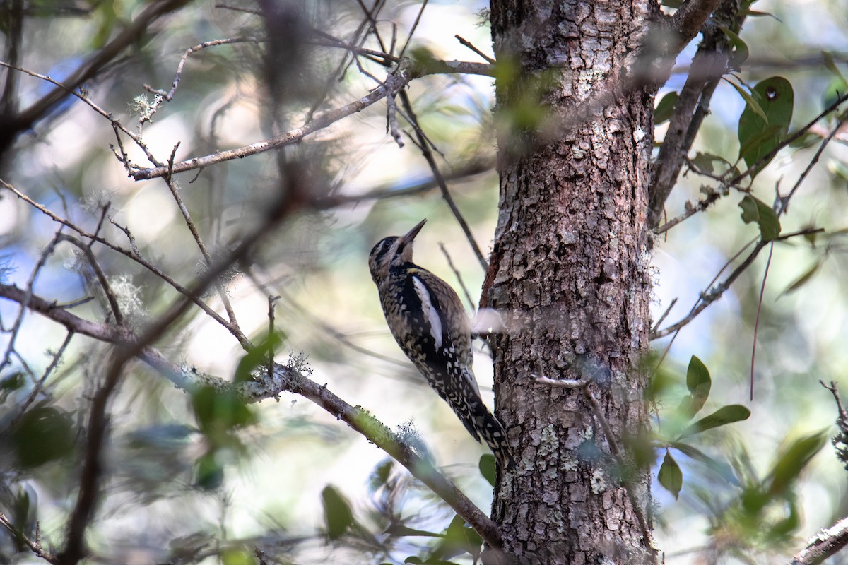 Yellow-bellied Sapsucker - ML645449458