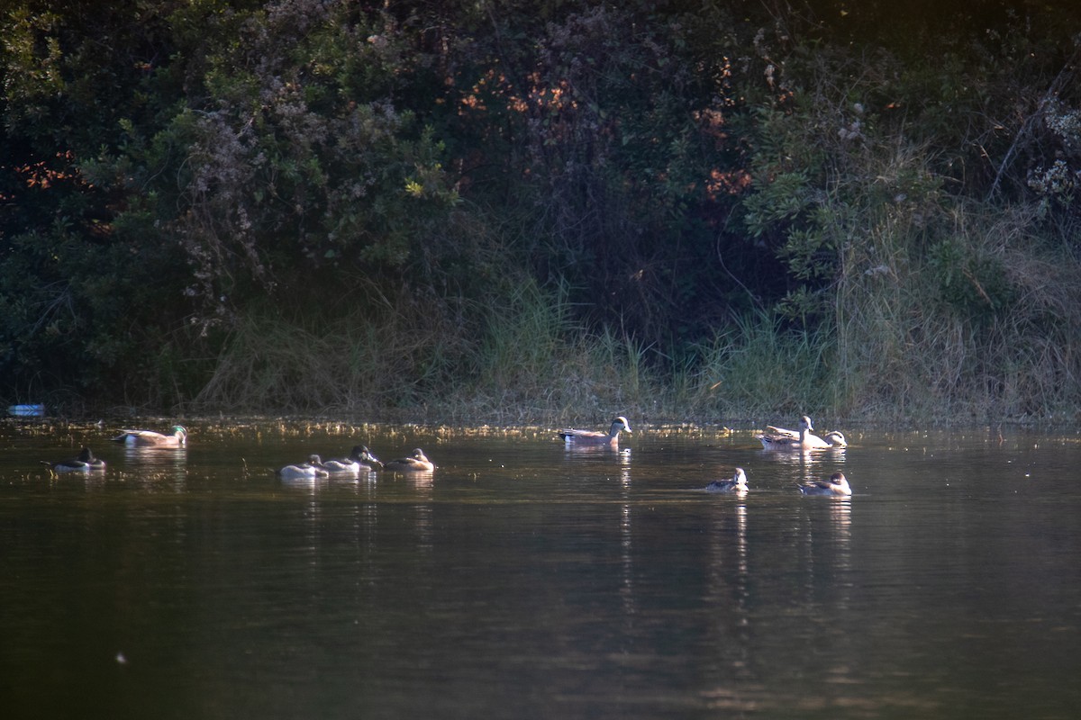 American Wigeon - ML645449460