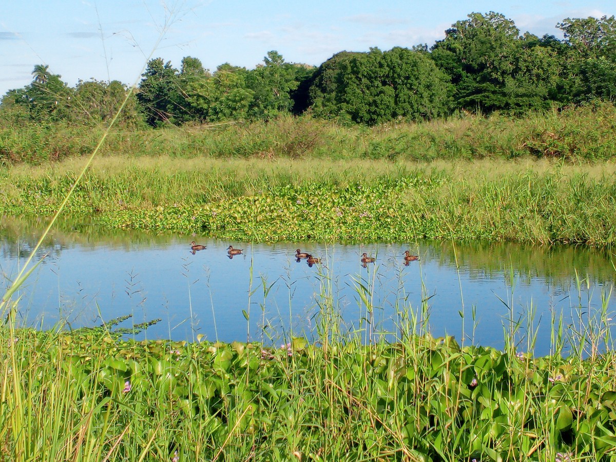 Ring-necked Duck - ML645449464