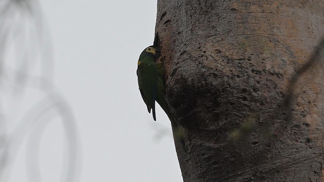 Sarı Boyunlu Ara - ML645449473