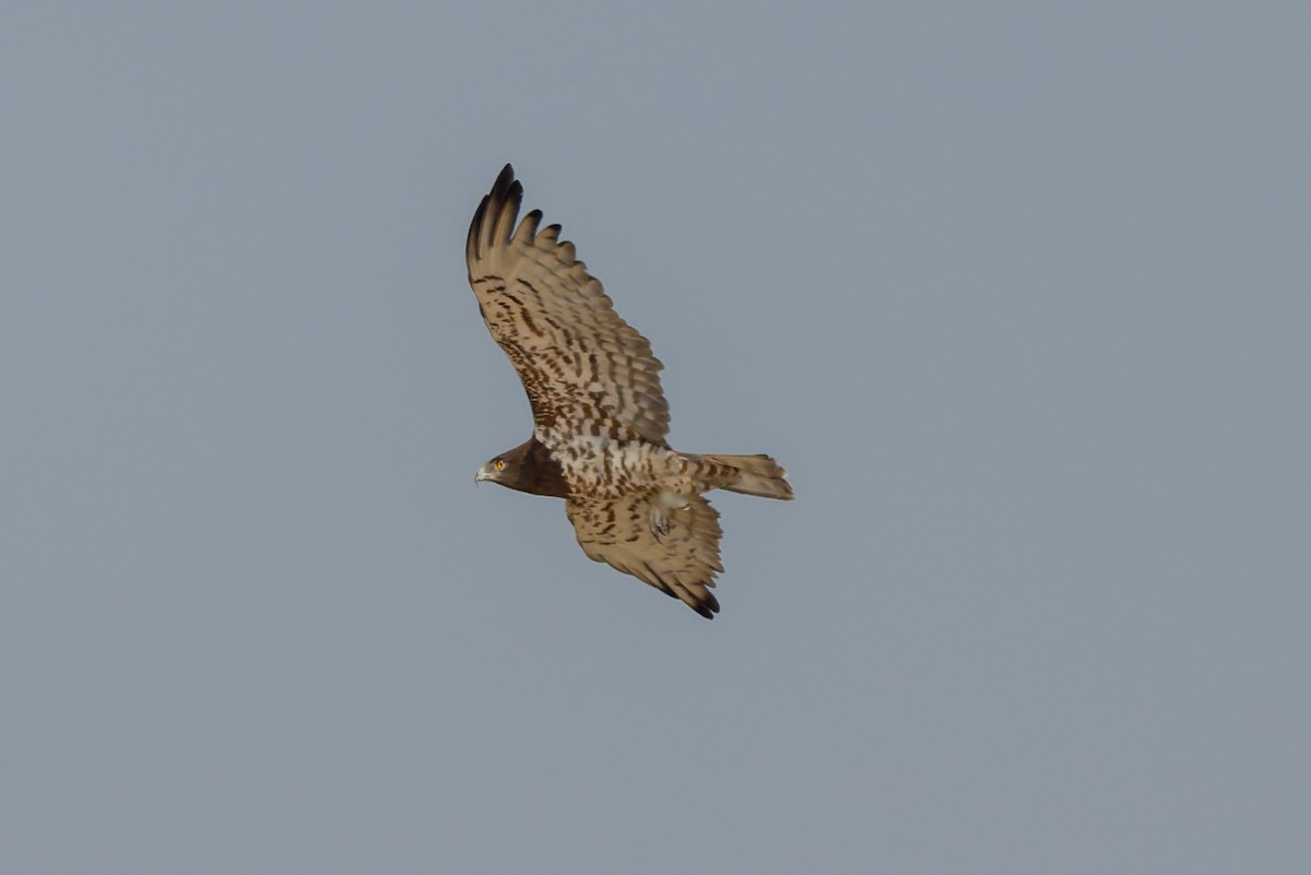 orlík krátkoprstý - ML645449483