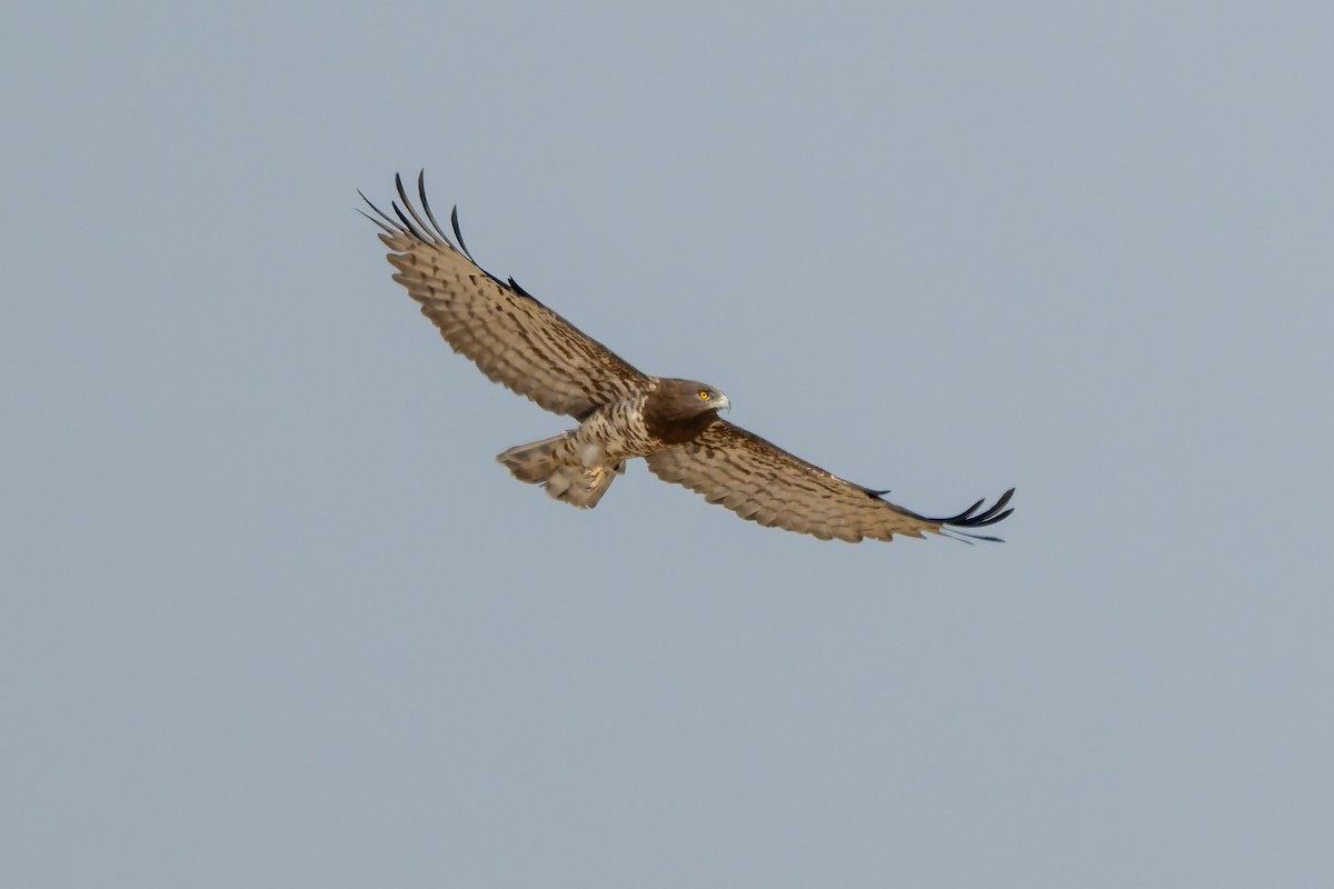 orlík krátkoprstý - ML645449484