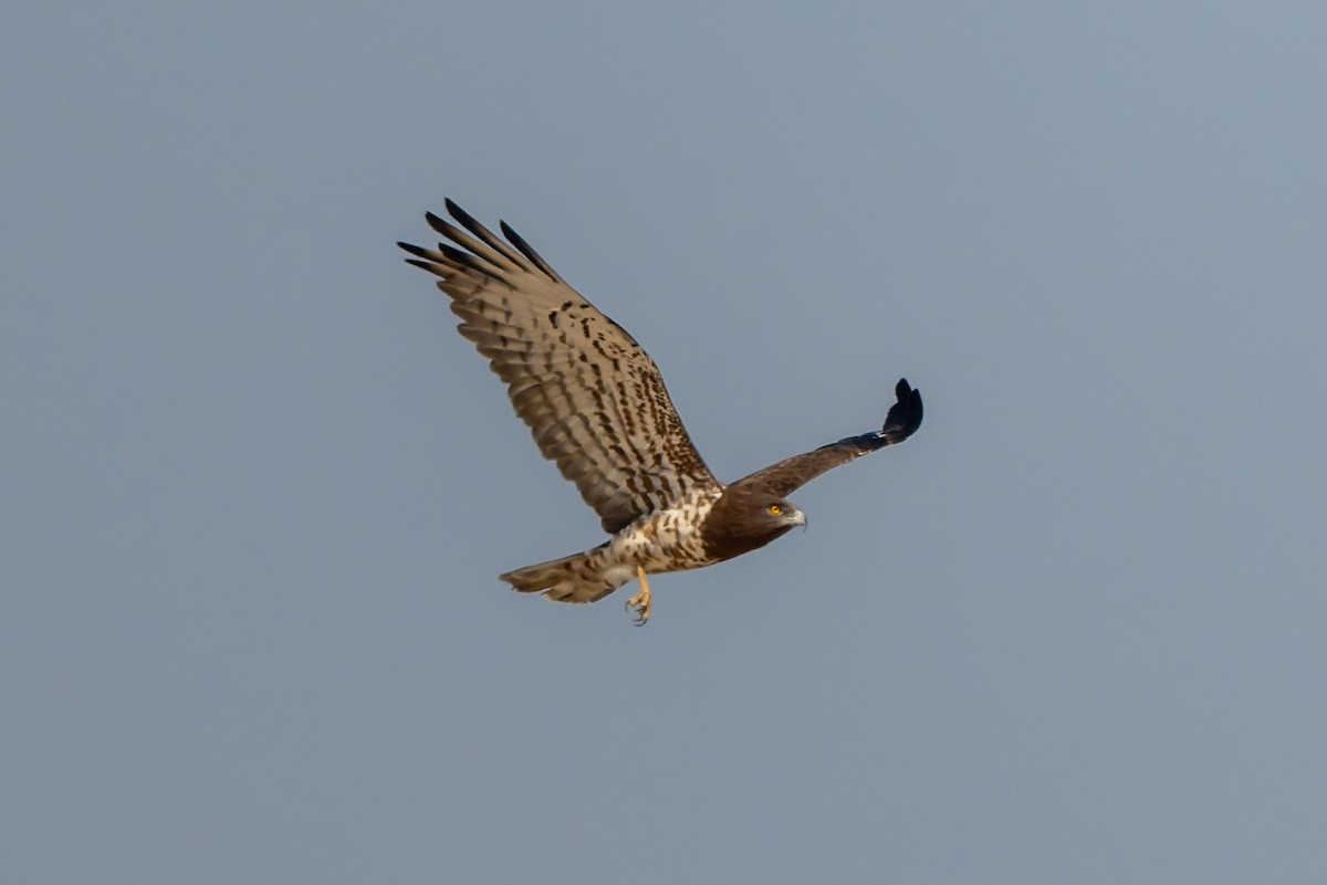 orlík krátkoprstý - ML645449486