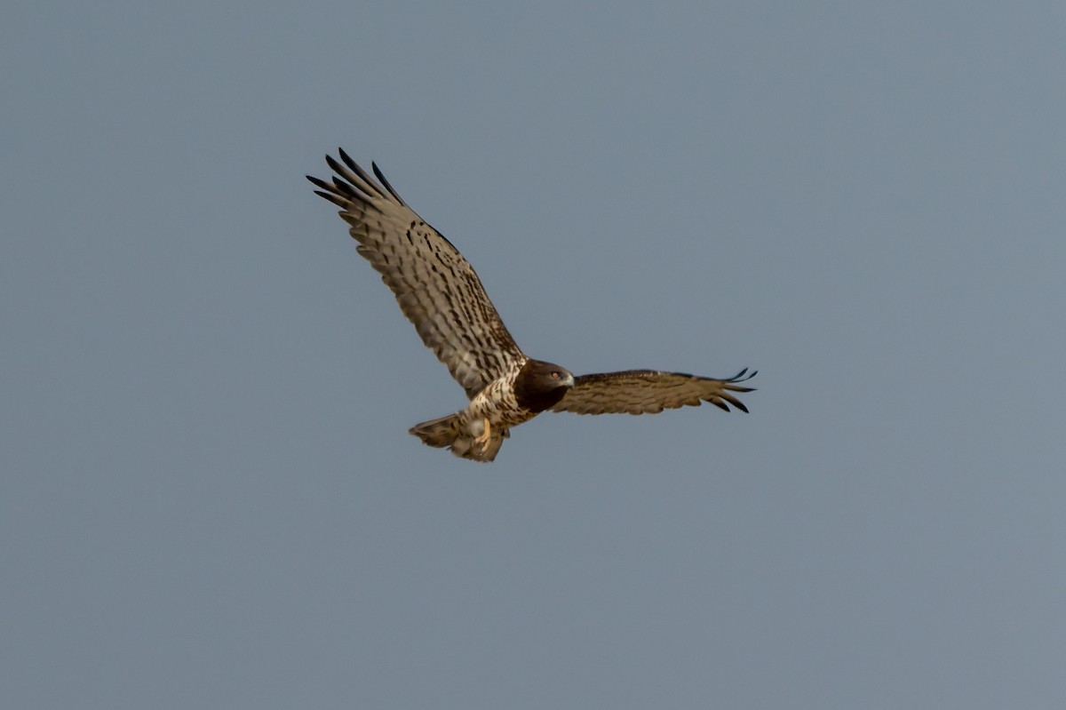 orlík krátkoprstý - ML645449487