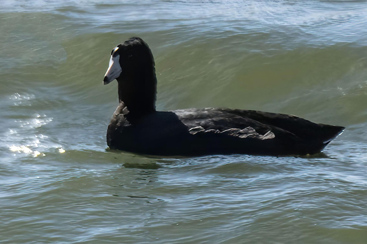 American Coot - ML645449490