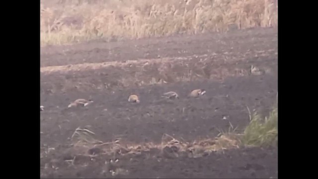 Sibirya Kazı - ML645449493