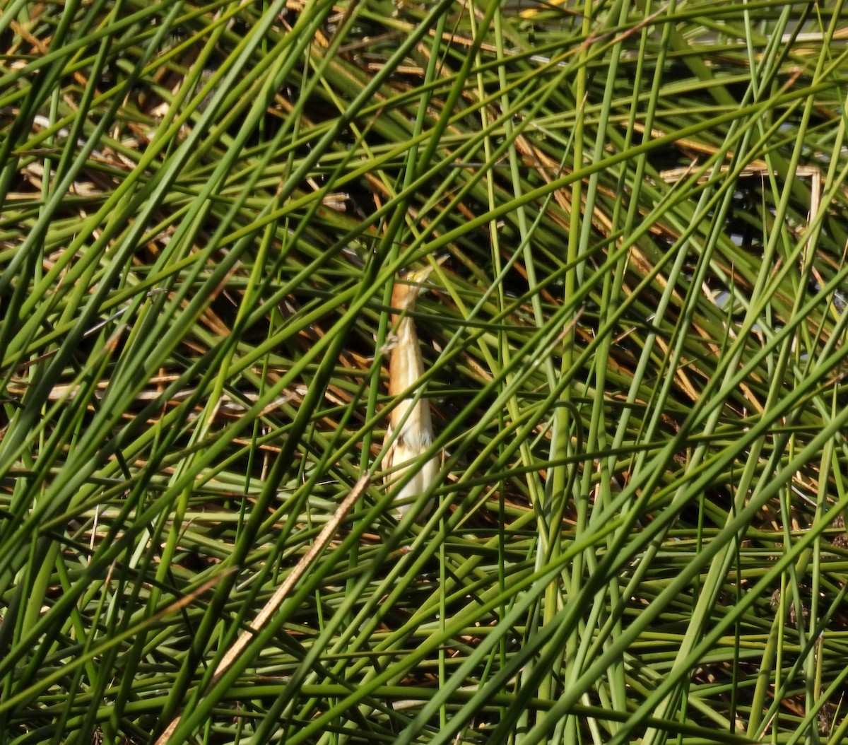 Least Bittern - ML645449494