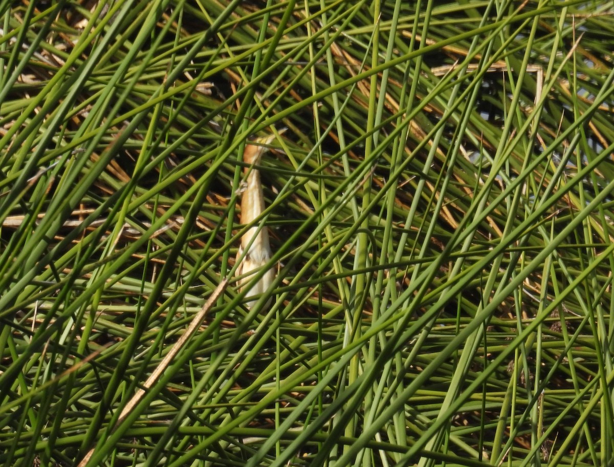 Least Bittern - ML645449495