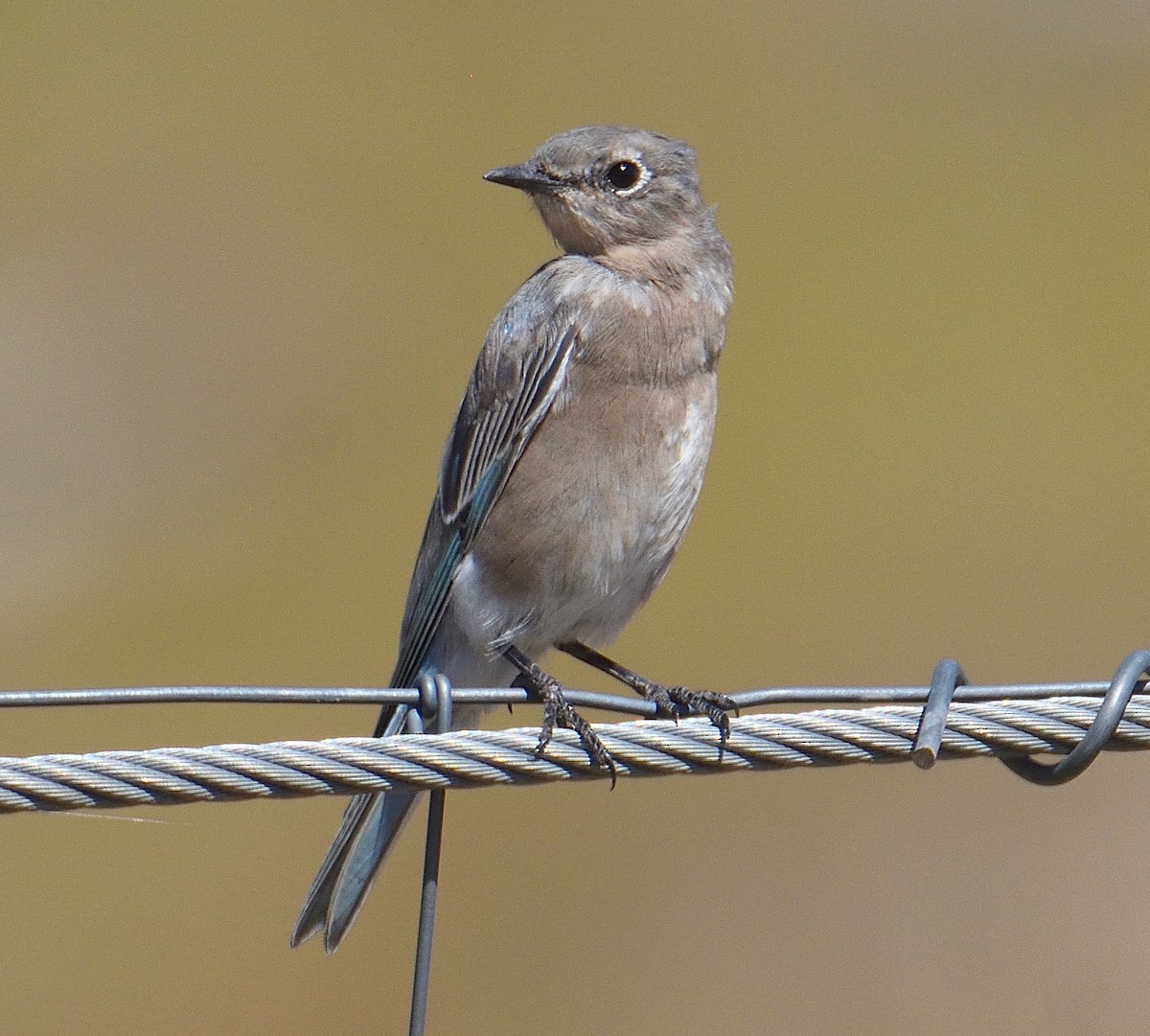 Mountain Bluebird - ML645449498