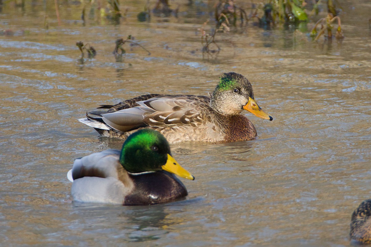 Mallard - ML645449515