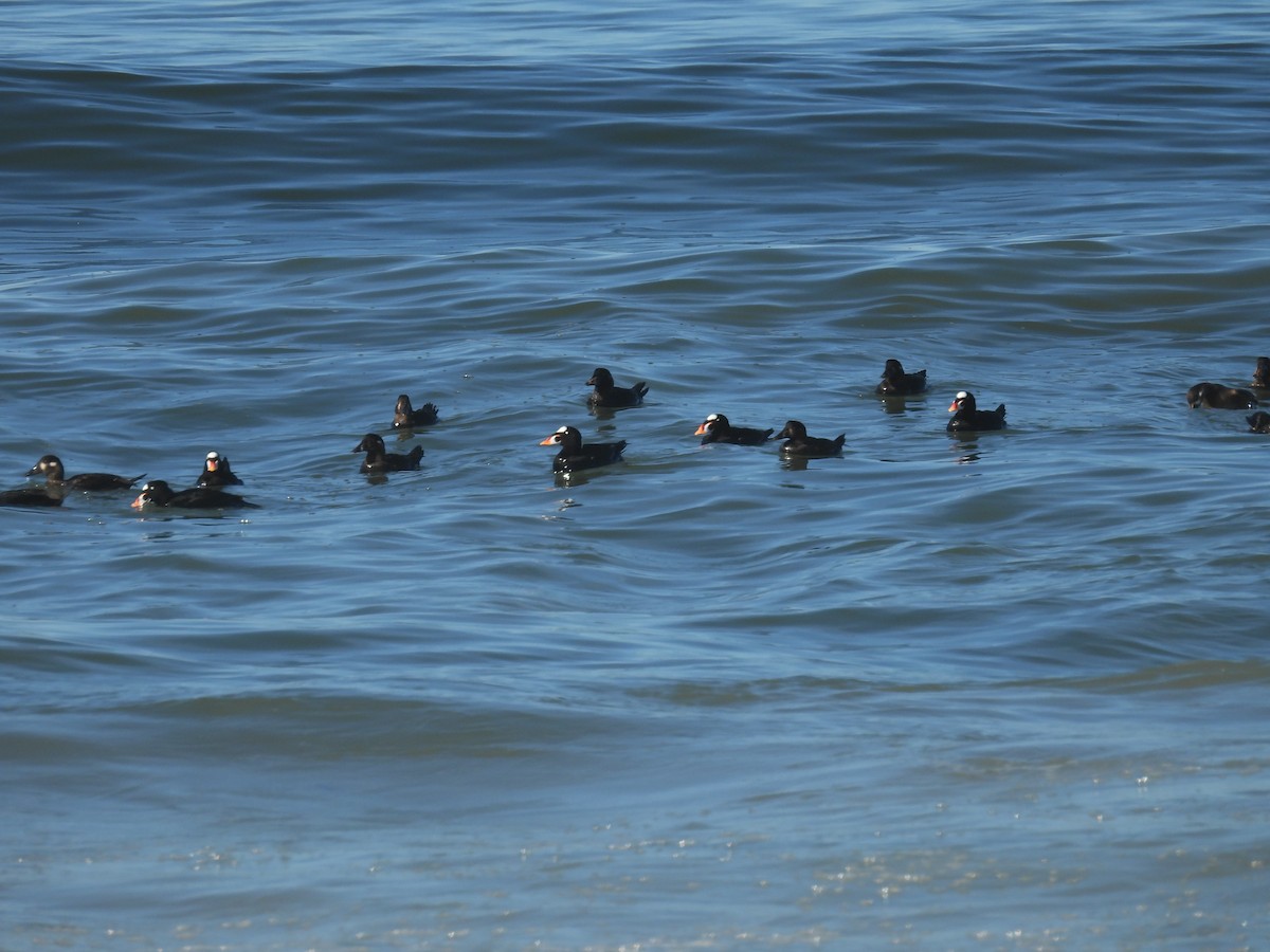 Ahatebeltz kopetazuria - ML645449520