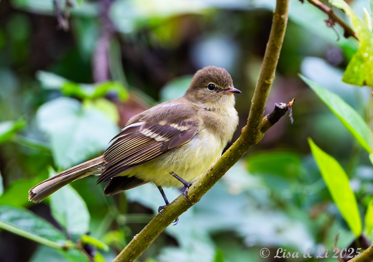 Highland Elaenia - ML645449523