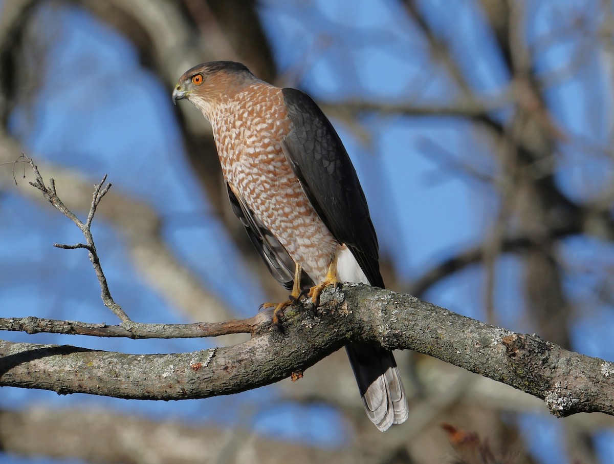 trostehauk - ML645449527