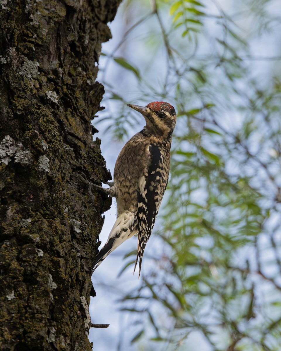 Yellow-bellied Sapsucker - ML645449532
