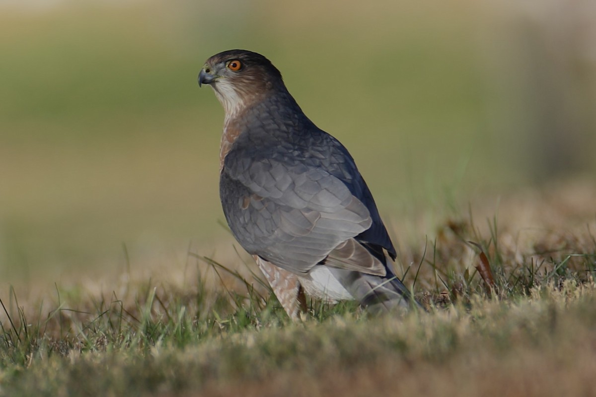 trostehauk - ML645449539