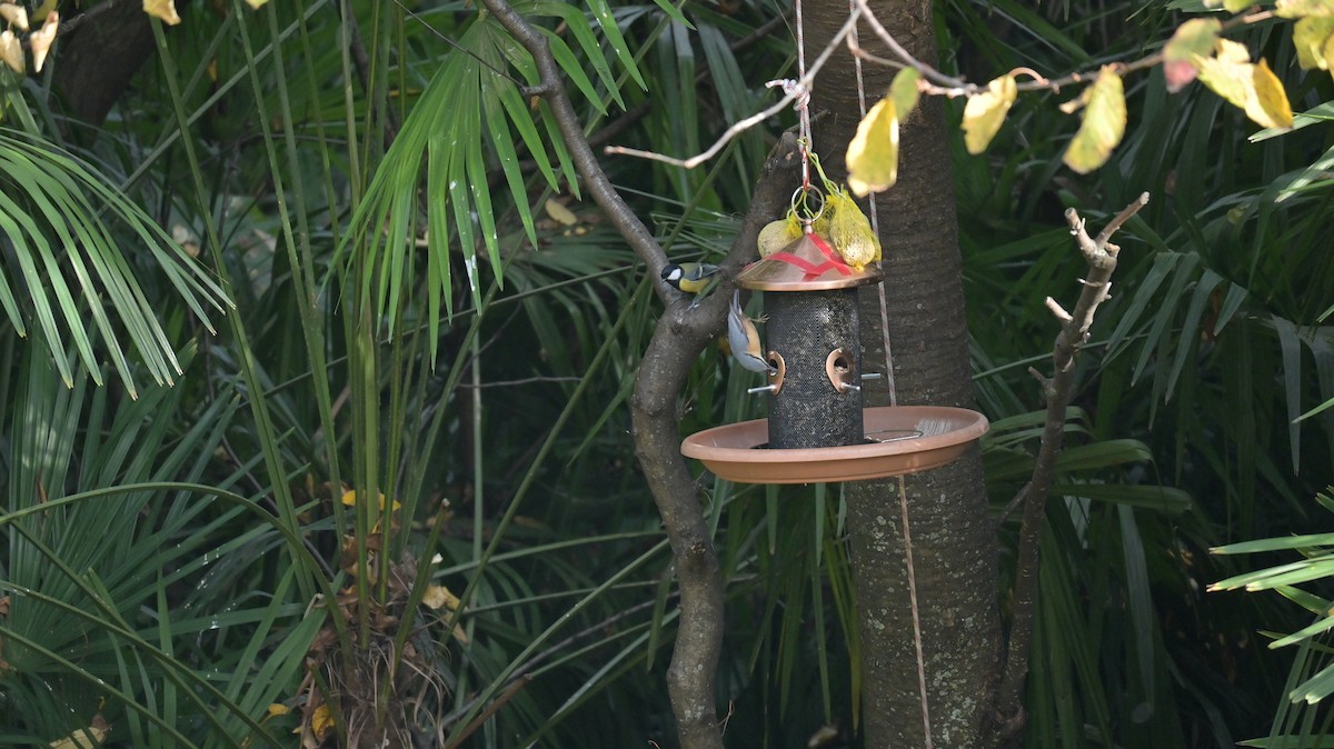 Eurasian Nuthatch - ML645449540