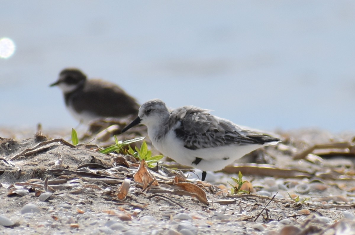 Песчанка - ML645449556