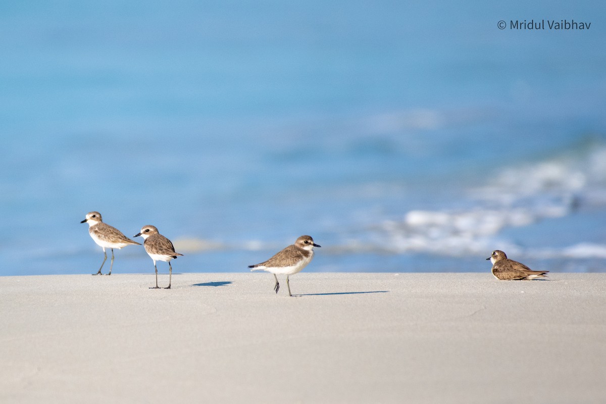 Tibet Cılıbıtı - ML645449566