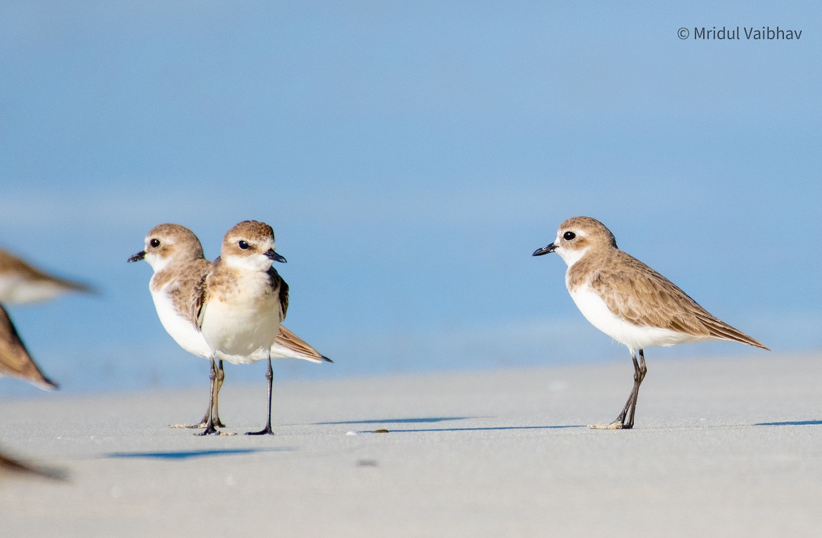 Tibet Cılıbıtı - ML645449567