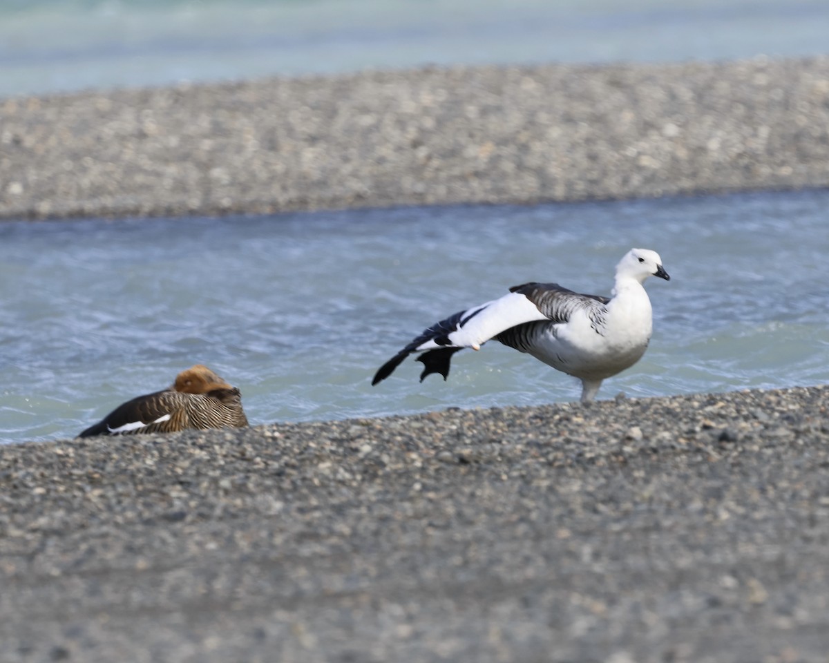 Upland Goose - ML645449574