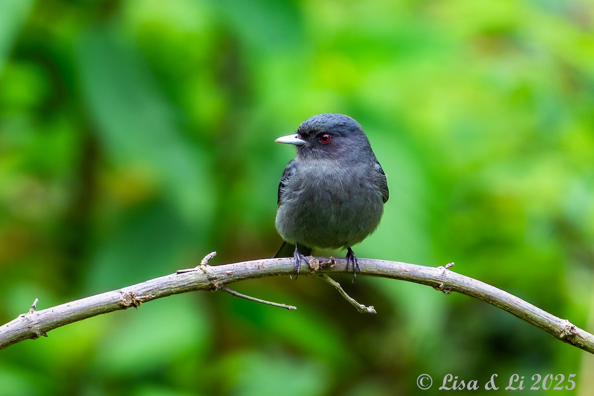 Mittelanden-Dunkeltyrann - ML645449576