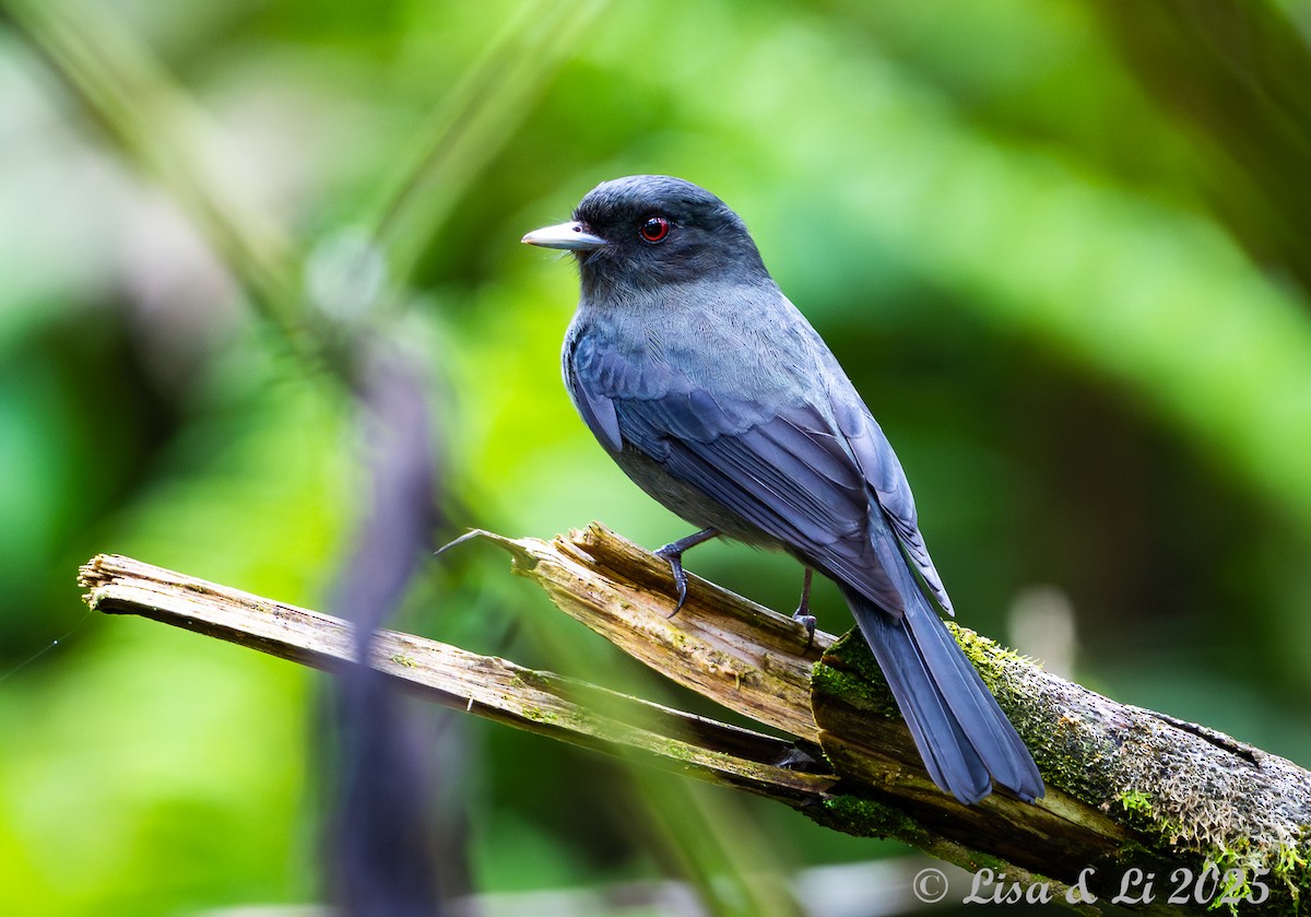 Mittelanden-Dunkeltyrann - ML645449577