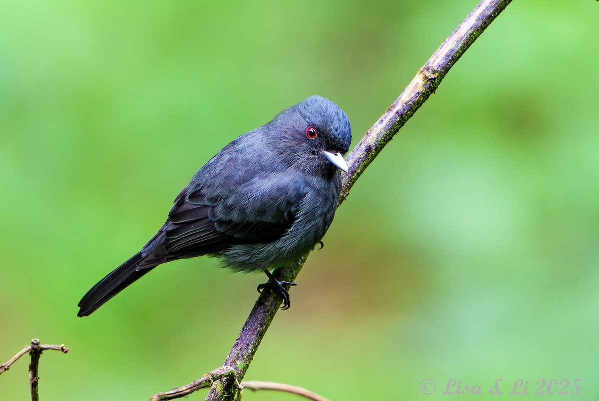 Mittelanden-Dunkeltyrann - ML645449578