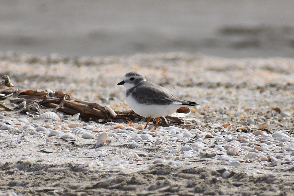 Flötenregenpfeifer - ML645449580