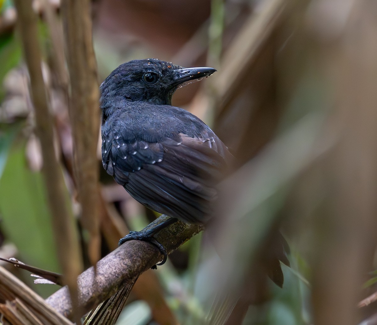 Spot-winged Antbird - ML645449584