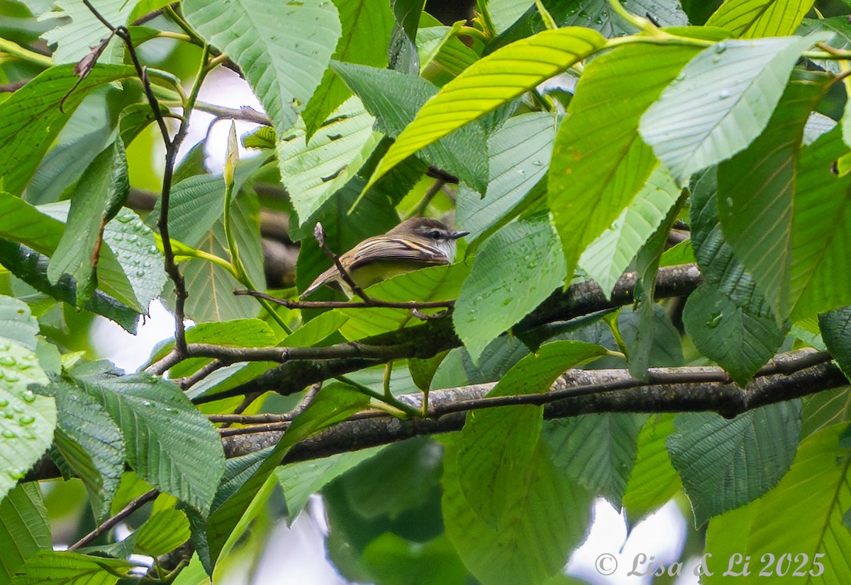 Fahlbinden-Tachurityrann - ML645449587