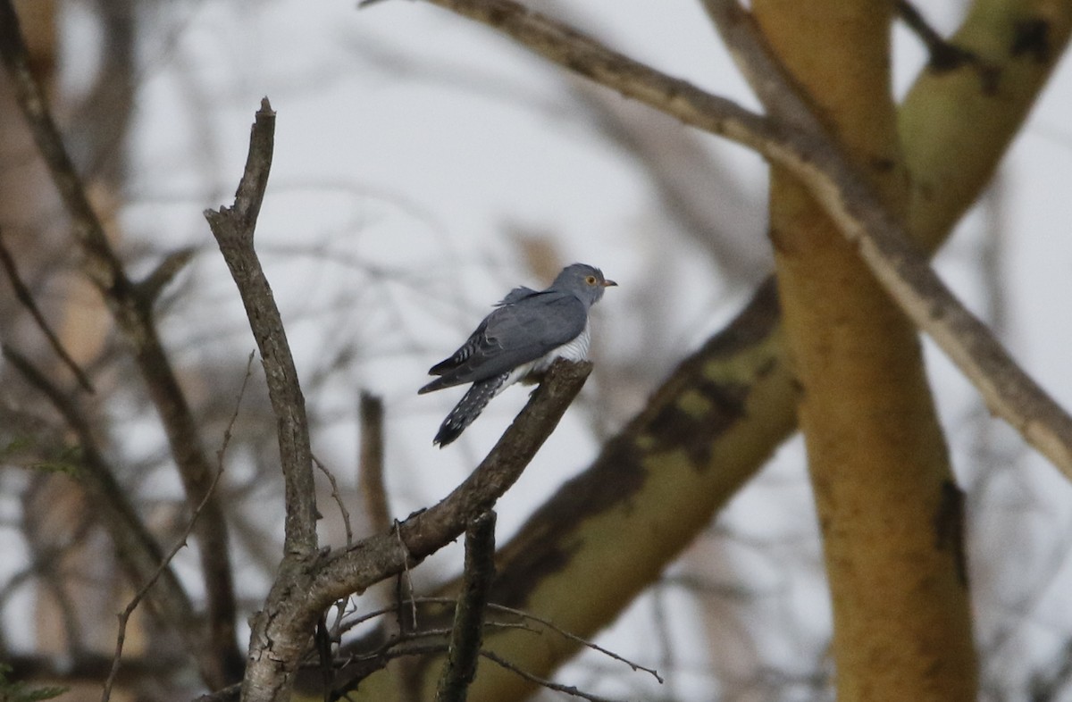 Coucou africain - ML645449588