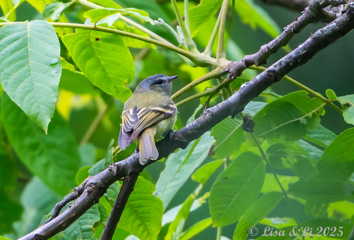 Fahlbinden-Tachurityrann - ML645449589