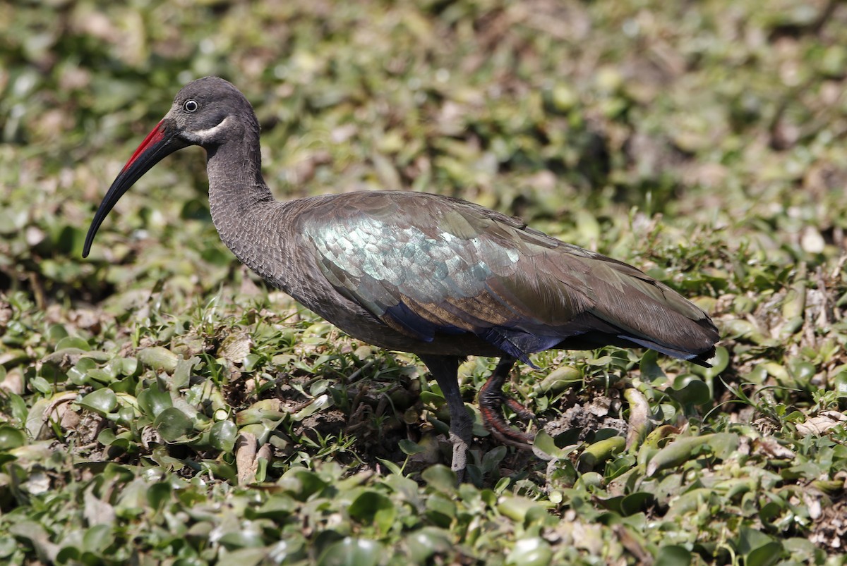 Hadada Ibis - ML645449592
