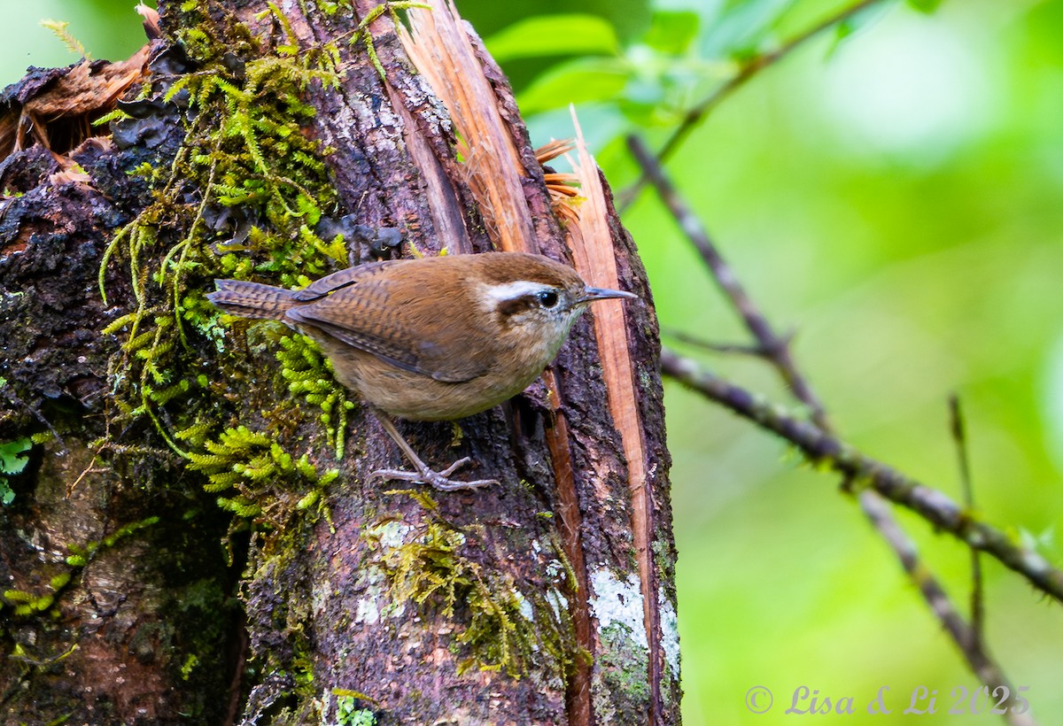 Andenzaunkönig - ML645449596