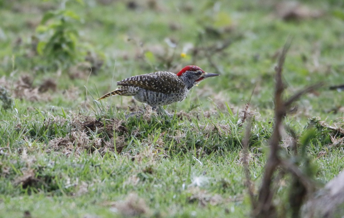 Pic de Nubie - ML645449597