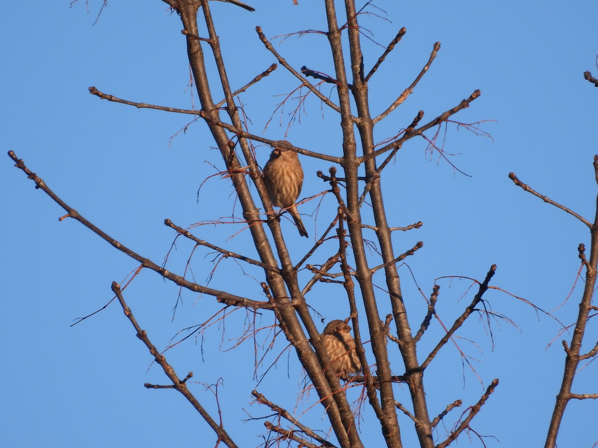 House Finch - ML645449608