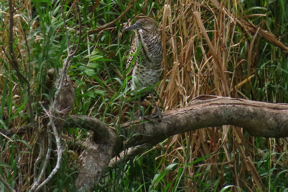Bare-throated Tiger-Heron - ML645449609