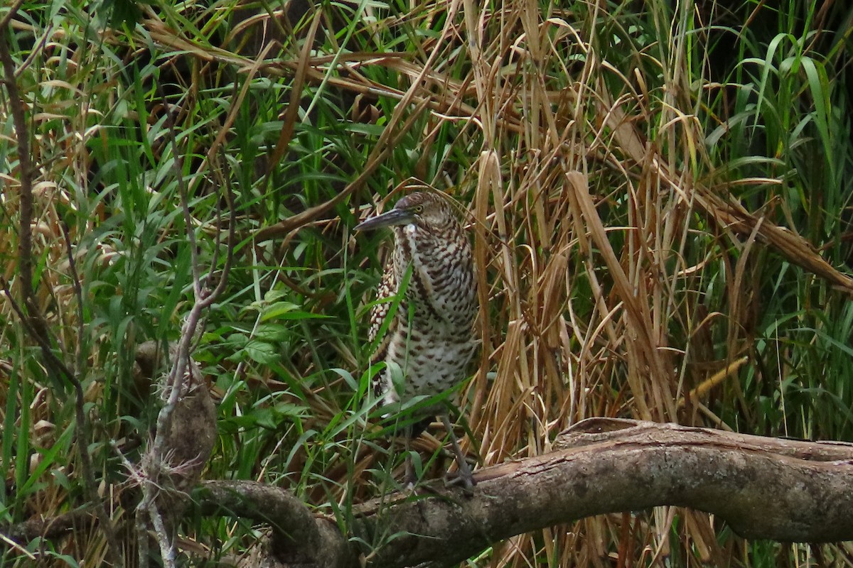 Bare-throated Tiger-Heron - ML645449610