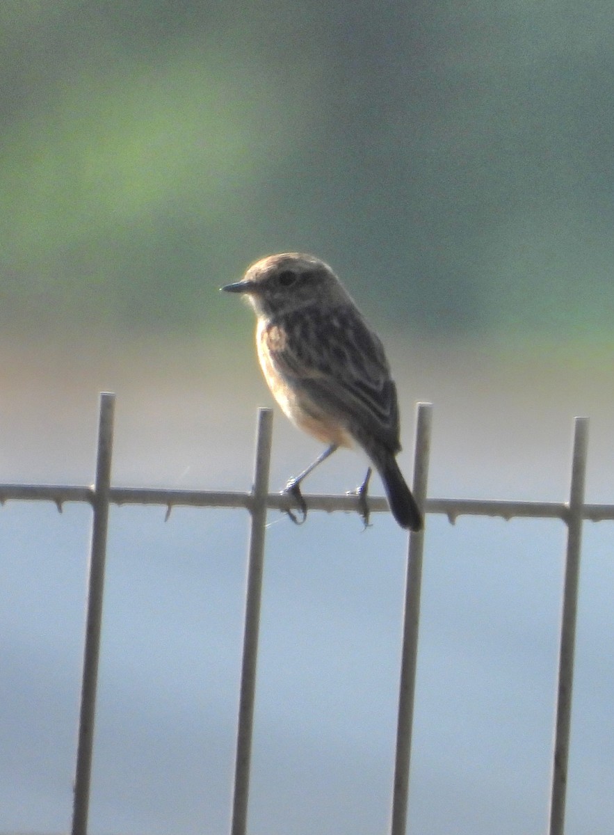 European Stonechat - ML645449645