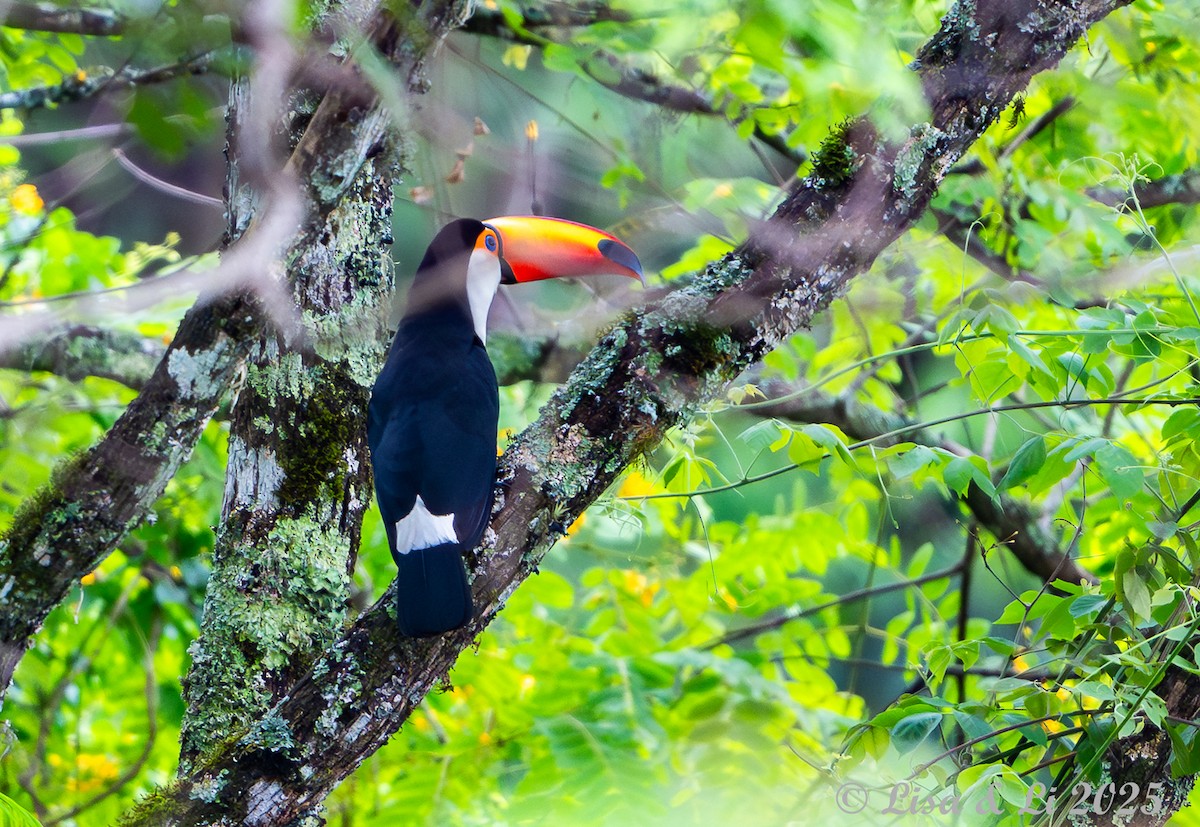 オニオオハシ - ML645449646