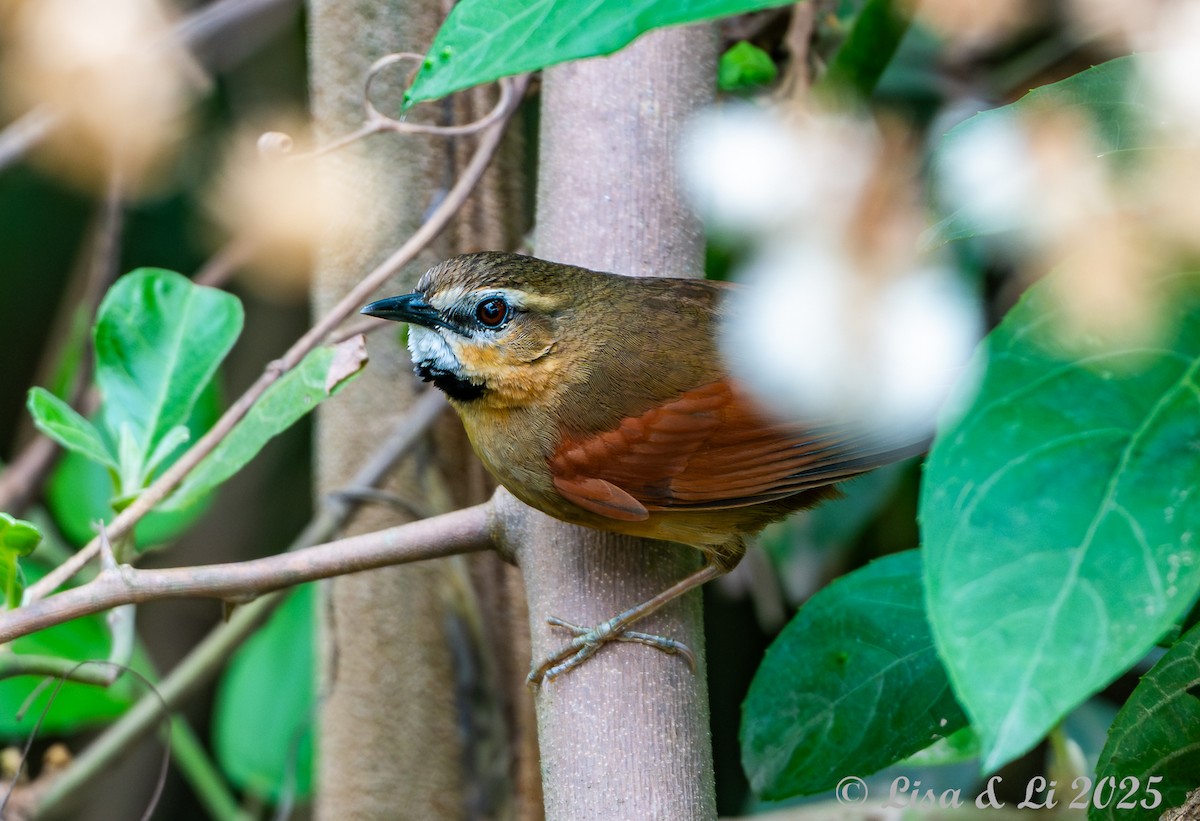 Ochre-cheeked Spinetail - ML645449663