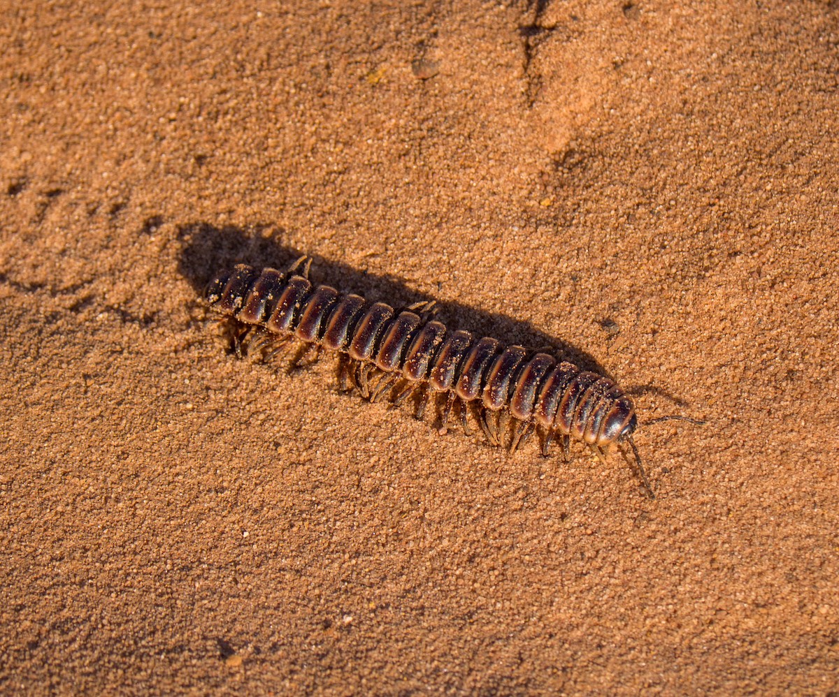 Myriapods - ML645449665