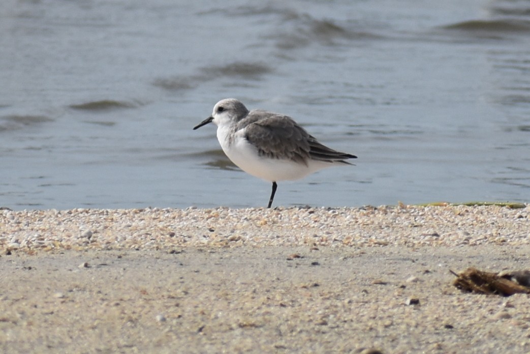 Песчанка - ML645449674