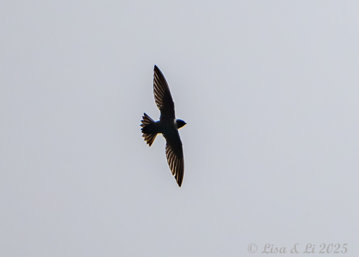 White-collared Swift - ML645449678