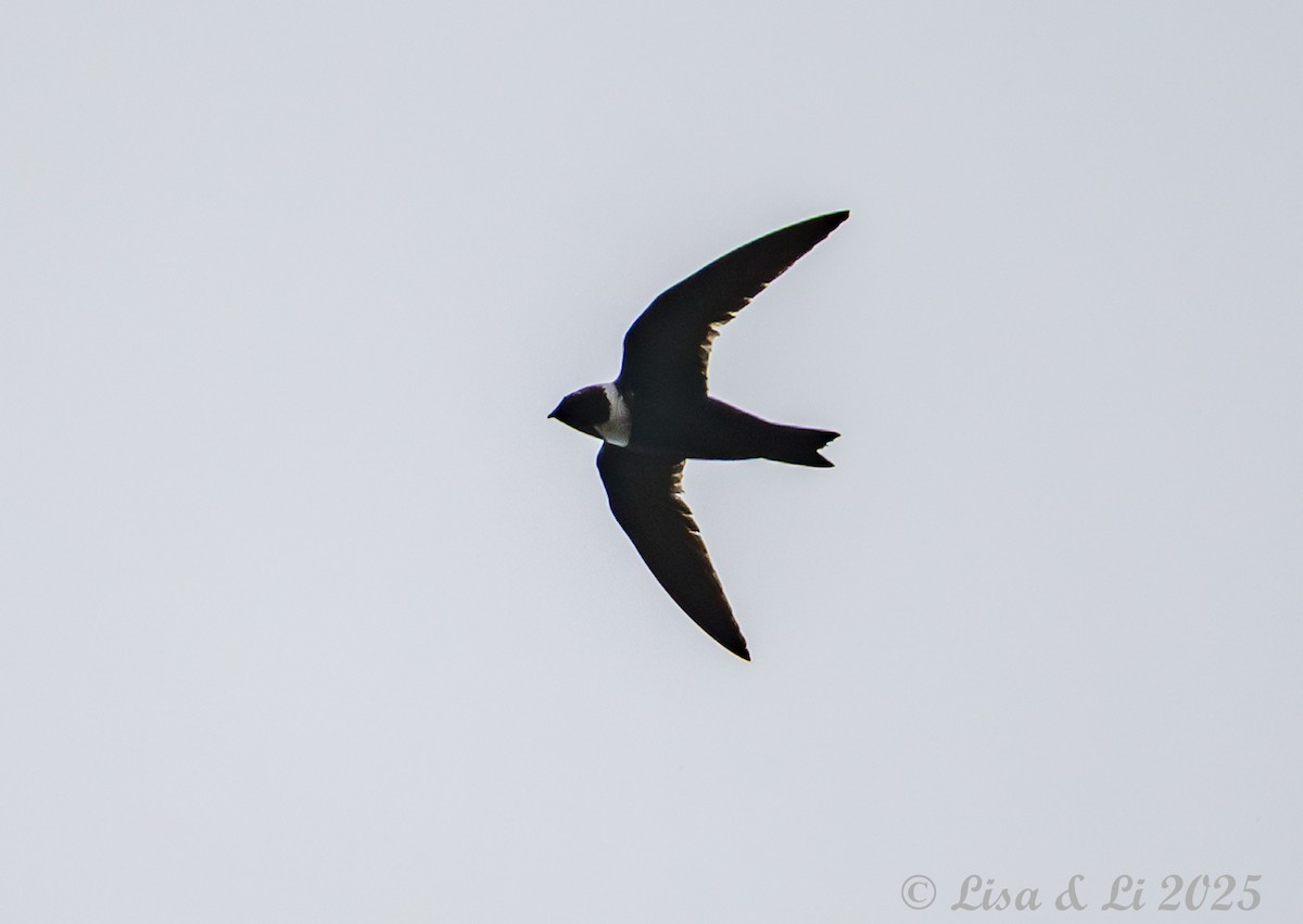 White-collared Swift - ML645449679