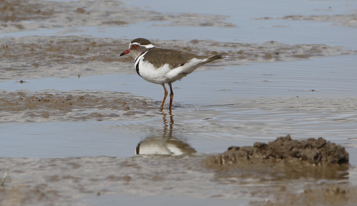 Three-banded Plover - ML645449682