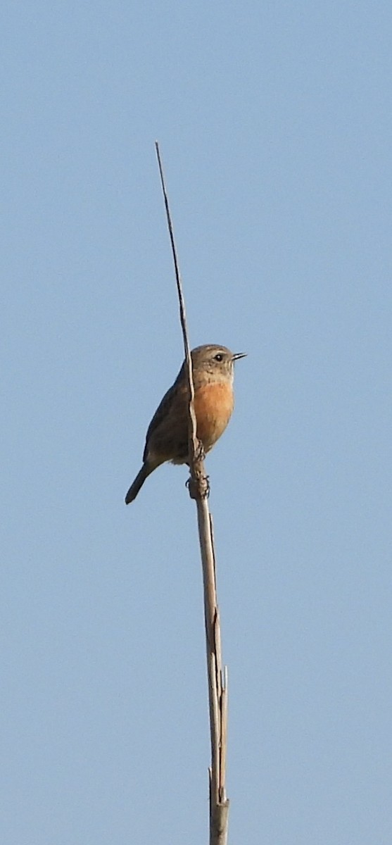 European Stonechat - ML645449702