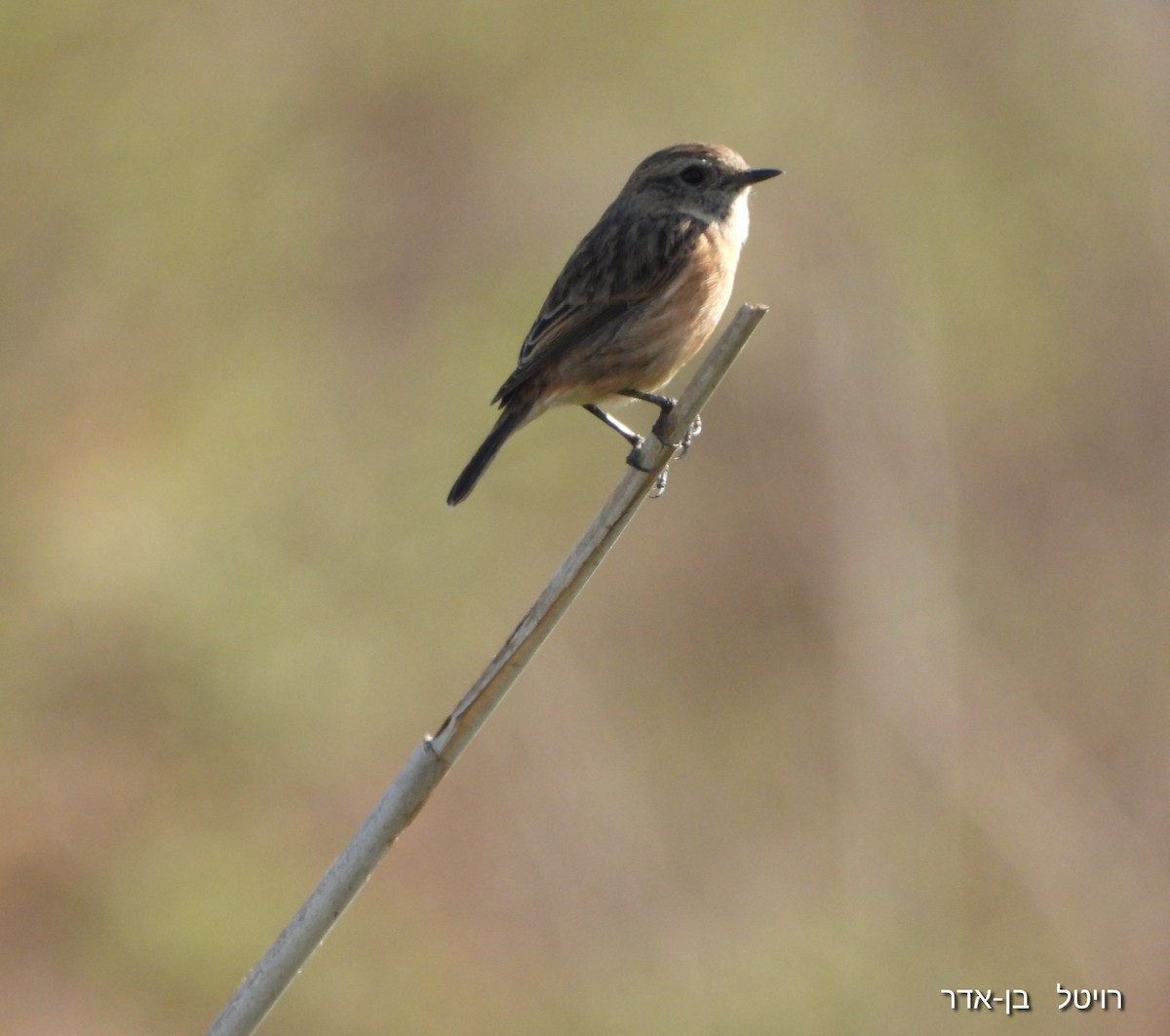 European Stonechat - ML645449703