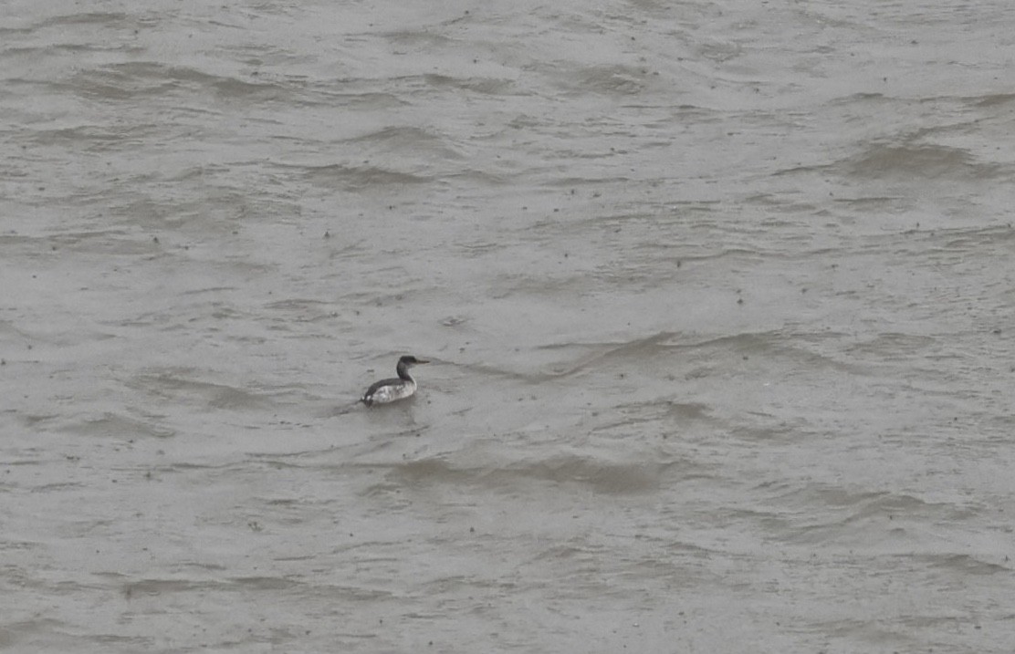 gråstrupedykker - ML645449711