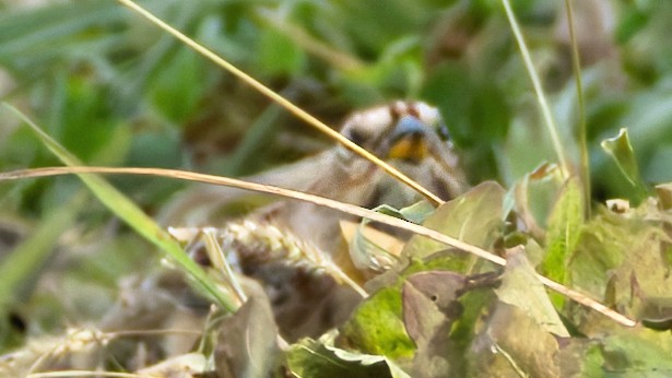 American Tree Sparrow - ML645449712